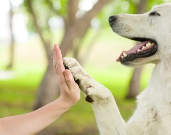 Unlocking Hope: The Transformative Power of Animal-Assisted Therapy for Trauma&nbsp;Survivors